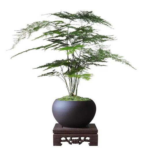 Eight-bud asparagus potted plant indoor living room Chinese Zen bonsai good to maintain green plants office decorations creative flowers Zen potted asparagus - containing melamine tray good with potted plants