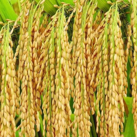 Гуйчжоу Тайхэ Сяннуо/Хуинуо 330/Цяннуою 88 семян ароматного клейкого риса семена короткозернистого клейкого риса круглые Тайхэ Сяннуо одна упаковка (круглый клейкий рис 200 г) обычный