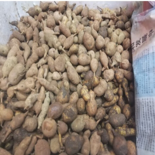Jin Guolan seed bulbs, small bulbs for ground gall seeds, Jin Guolan seedlings, seeds, wild provenances, one Jin Jin for a large bulb is equal to 0.5 kg (about 40-60 bulbs), bare root without soil