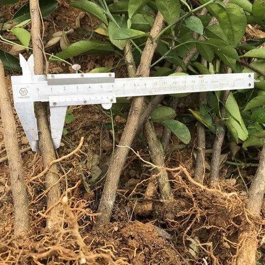 Sichuan red orange saplings, red orange seedlings, grafted seedlings, grafted seedlings, virus-free seedlings, red orange seed replacement seedlings, greenhouse seedlings, red orange seedlings, 0.8/1 cm thick, 100 trees