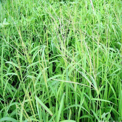 Crabgrass seeds are fast-growing weeds that germinate quickly and are malignant. Northern and Southern crabgrass seeds are sown in summer and autumn. Crabgrass seeds 200 capsules + fertilizer