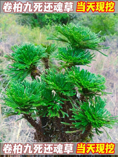 Shantou Lincun Selaginella nine-death resurrection grass desktop flowers and plants bonsai potted rockery combination absorbent stone calamus orchid 1 tree with 3 seedlings welcome pine style does not include tray