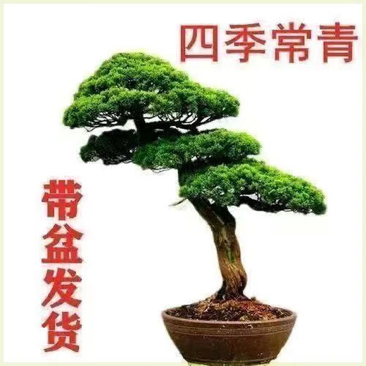 Buy one for two Yingke pine bonsai flowers indoor and outdoor four-season evergreen and cold-resistant pine pot green plants. The shopkeeper recommends 14-year-old seedlings. Two plants come in pots + fertilizer 30cm (inclusive) - 40cm (inclusive)