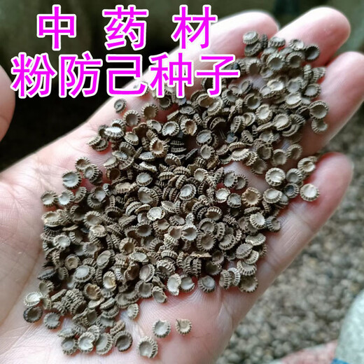Chinese herbal medicine seedlings, powdered fangji seedlings, Elecampane seeds, golden thread hanging gourds, Jiangxi Stephanotis genus Hanfangji seedlings, powdered fangji dry seeds, 1 Jin Jin is equal to 0.5 kg