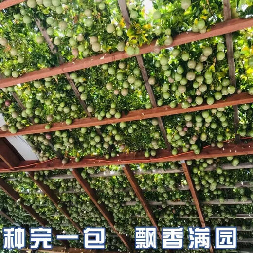 Passion fruit seeds are sown in all seasons, special fruit seeds, eggs, yellow hearts, courtyard balcony potted plants, large fruits, sweet fragrance, three packages (about 100 pieces) Fruit-Passion Fruit