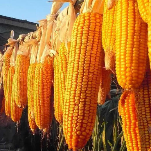 Qianyu 1808 hybrid field corn seeds, stable yield, large sticks, disease resistance, lodging resistance and drought resistance, feed for southern spring and autumn planting Qianyu 1808 (original one Jin Jin is equal to 0.5 kg)