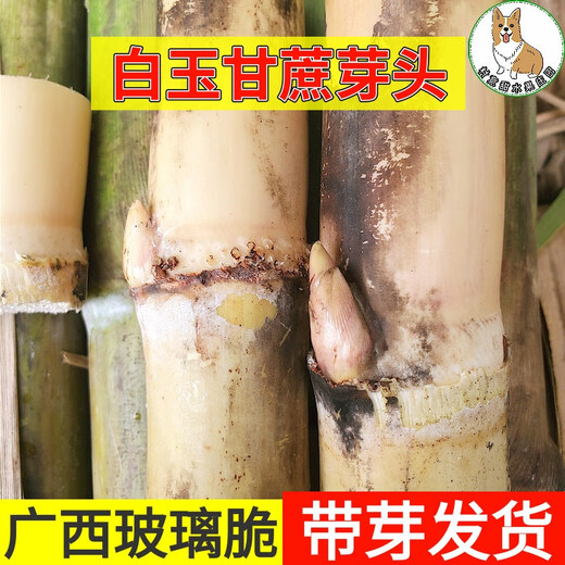 Asarum Guangxi Muge White Jade Sugar Cane Seeds Authentic Glass Crisp Seedlings Straight Hair From the Origin and Shipped with Buds 9 Roots