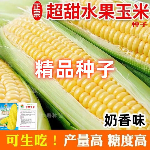 Sweet and crispy fruit corn, sweet and sticky corn, four big sticks, eaten raw in early seasons and grown in the field. Sweet and crispy fruit corn seeds. Sweet and crispy fruit corn seeds, original 5 packs of 200 grains.