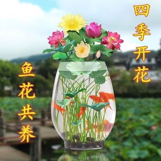 Bowl of lotus seeds, colorful hydroponic flowers, water-grown four-season lotus, lotus seeds, lotus root green water plants, mixed-color bowl of lotus seeds, budding when exposed to water, blooming in all seasons, 100% budding, 45 capsules, multi-color mixed, already opened