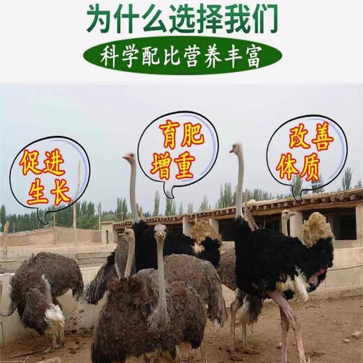 Special feed additive for ostrich, electrolytic multi-dimensional premix, seedling breeding, egg production, weight gain, fattening treasure vitamin, single bag
