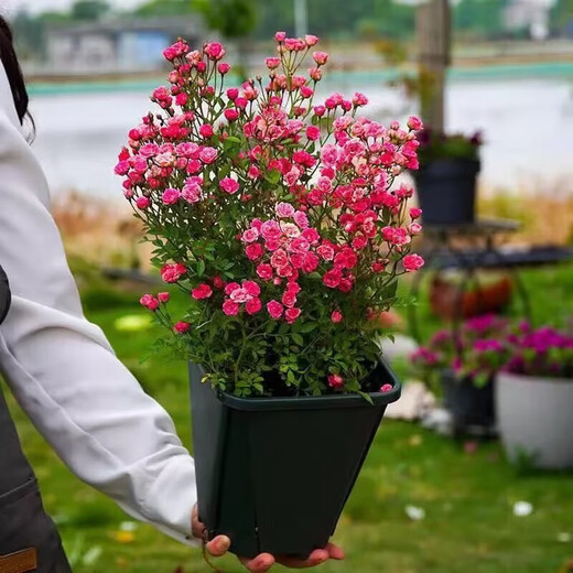 Green Silk Ribbon Super Micro Rose Mini Rose Potted Flowers Four Seasons Blooming Multi-headed and Cold-resistant Balcony Courtyard Indoor Green Plant Flowers Super Micro Rose Seedlings Original Pot Soil 1 Pot