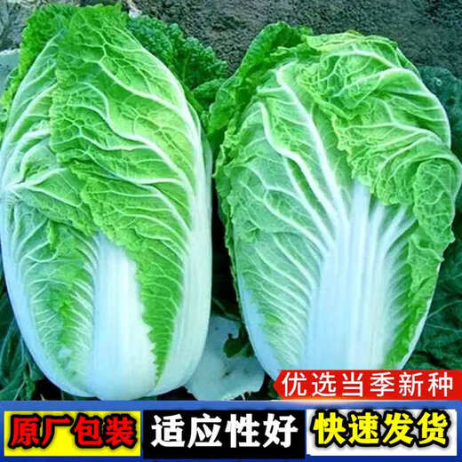 Chinese cabbage seeds are cold-resistant and can be sown in autumn. Cabbage seeds are easy to grow in outdoor fields. Shandong cabbage vegetable seeds. Fengkang 80 cabbage seeds. 1 pack, about 1,000 seeds.