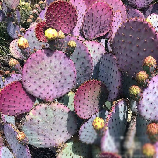 圣丽塔仙人掌 正版稀有耐热耐寒耐晒沙生花境植物龙舌兰户外庭院 圣丽塔 正版 双层(2片) 每个季 不含盆