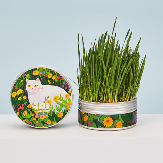 Greedy Horse Cat Grass Seeds Cat Mint Hair Removal Balls Cat Snacks Teeth Cleansing Cat Grass Hydroponic Seeds Cat Grass DIY Canned Mixed Cat Grass*2