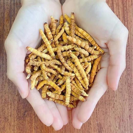 Xueyuantang cordyceps sinensis insecte entier herbe cassée authentique cordyceps sélectionnés produits toniques plateau cordyceps entiers insectes chinois médicinaux toniques environ 0,2 g / racine (insecte entier herbe brisée)