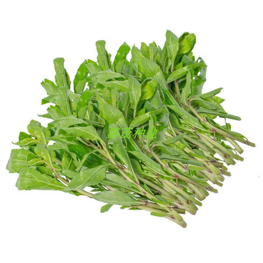 Lycium barbarum seed seedlings for four-season vegetable leaves, wolfberry seed potted plants for balcony and courtyard, four-season planting of wolfberry leaf vegetable seeds, 50 capsules