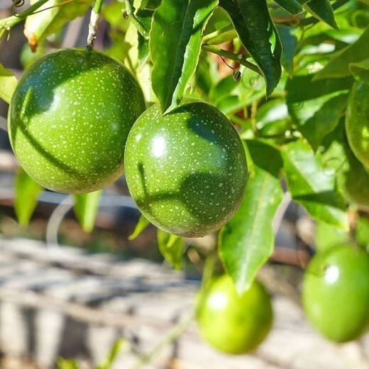 Passion fruit seeds are sown in all seasons, special fruit seeds, eggs, yellow hearts, courtyard balcony potted plants, large fruits, sweet fragrance, three packages (about 100 pieces) Fruit-Passion Fruit