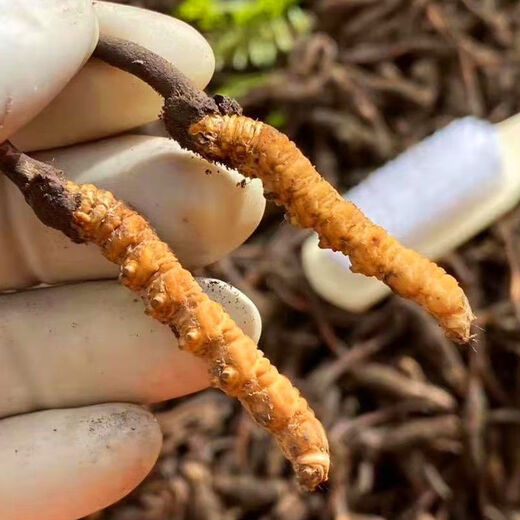 Fresh Cordyceps sinensis 2025 Erste Periode Cordyceps Authentische Führer hoch Höhengeschenk authentisch frisches Cordyceps Festival 0,8-0,9g/Wurzel 100 frische Cordyceps Cordyceps Sinensis Cordyceps SF Express Lieferung