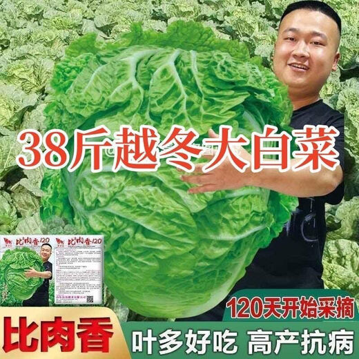 38 Jin Jin is equal to 0.5 kg. Overwintering Chinese cabbage seeds Shandong Chinese cabbage seeds. Chinese cabbage seeds are disease-resistant and high-yielding. Leafy cabbage. Original 2 packs (about 2000 grains) + Songpin. 38 Jin Jin is equal to 0.5 kg. Winter storage Chinese cabbage seeds.