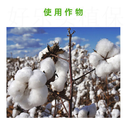 Guoguang Guoguang 98% methylphenidate, grape, tomato, cotton, chlormequat, prosperous, short node spacing, anti-lodging adjustment, 10g/bag