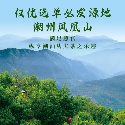 枞大师凤凰鸭屎香单枞茶叶 潮州高山乌龙单从茶
