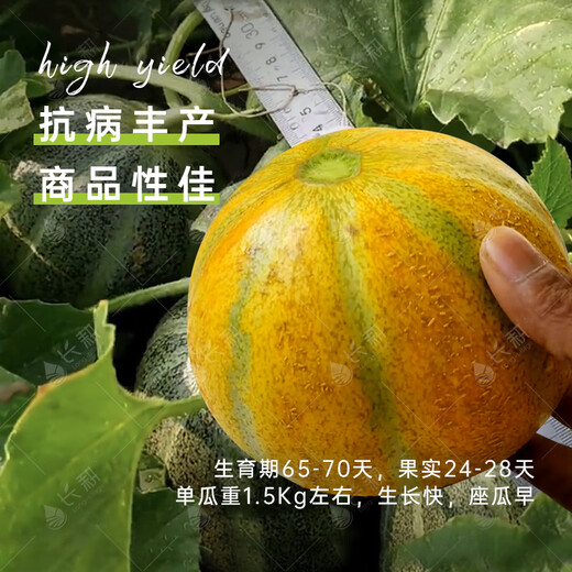 Long-cultivation Qiligan Xinjiang Laohan Melon Seeds Super Sweet Hami Melon Seeds Spring and Autumn Only Suitable for Northwest Specialty Fruit Seeds (10g x 2 Packs) Qiligan Musk Melon Seeds (Thick Skin)