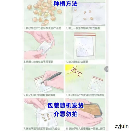 Miben Sweet and Glutinous Pumpkin Seeds, Four Seasons Old Pumpkin, Dense Pumpkin Varieties, Miben Pumpkin Seeds, 2 packs, about 60 capsules