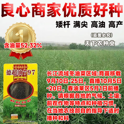 Stable-yielding short-stem Dechao Oil 797 hybrid stable-yielding rapeseed short-stem cold-resistant and lodging-resistant early-maturing oil with strong fragrance short-stem high-oil hybrid Dechao Oil 797 20,000 grains/
