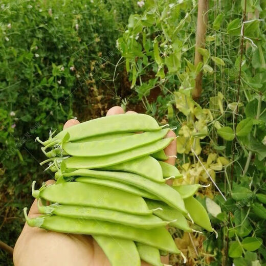甜脆荷兰豆种子菜豌豆双花双夹耐寒农家自种秋冬季豆角菜种子 荷 荷兰豆种子[今年新种 #9898颗颗新种子--100粒