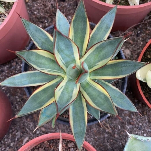 Qiuying Agave Taki Lei