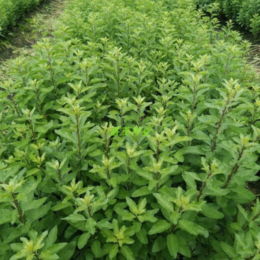 Lycium barbarum seed seedlings for four-season vegetable leaves, wolfberry seed potted plants for balcony and courtyard, four-season planting of wolfberry leaf vegetable seeds, 50 capsules