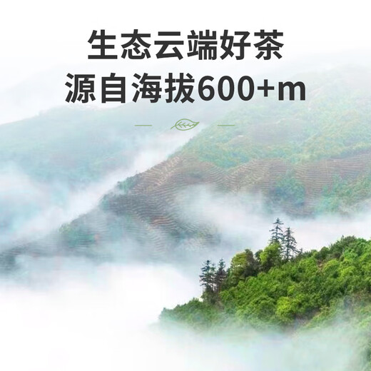 顶青湖高山特级鸭屎香凤凰单枞茶潮州特产240克礼盒装乌龙茶父亲节礼物