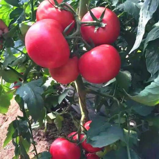 Farmer's Big Pink Tomato Seeds Big Red Four Seasons Woolly Pink Persimmon Seeds Tomato Seedlings Balcony Garden Vegetable Seeds Big Tomato Seeds 666 + Song Fertilizer