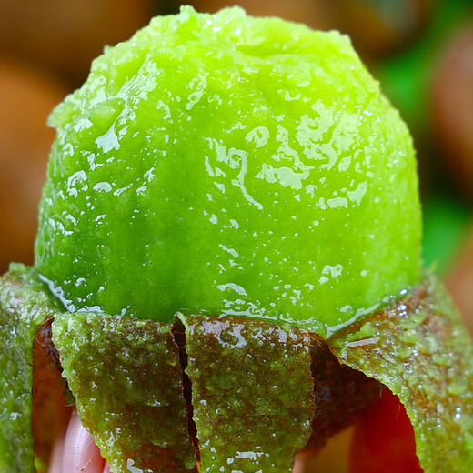 Jingxiansheng Shaanxi Xuxiang Green Heart Kiwi Fruit 24 pieces single fruit 90g+ fresh seasonal fruit straight from the source