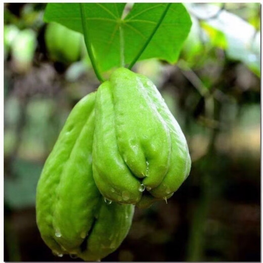 Chayote seeds, early maturing extra large chayote vegetable seeds, climbing vine saplings, potted perennial plant melons, 100% new chayote seeds, recommended, 5 packs, about 125 capsules