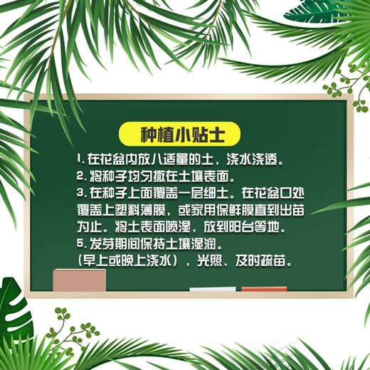 Huawoli Cream Red Strawberry Seeds 1000 + Green Gardener Flower Pot Vegetable Pot Rectangular with Tray