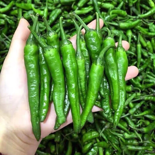 Authentic camphor tree pepper seeds, camphor tree pepper seeds, new pepper seeds, sown in spring and autumn, Zhangshu Harbor courtyard small collection, new seeds, about 608 capsules/