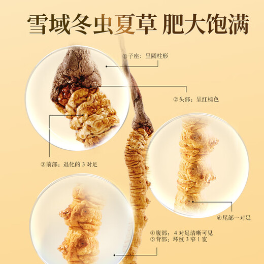 同仁堂品牌 北京同仁堂 冬虫夏草虫草约3根/g礼盒高端营养礼品送礼长辈 1盒 25g 【福满礼盒】约75根 约3根/克
