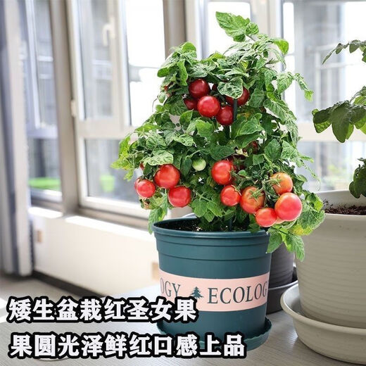 Tomato seeds, dwarf small tomatoes, tomato seedlings, potted plants, balcony potted vegetables and fruits for sowing in all seasons, mixed package of three tomato varieties, 52 capsules selected ++