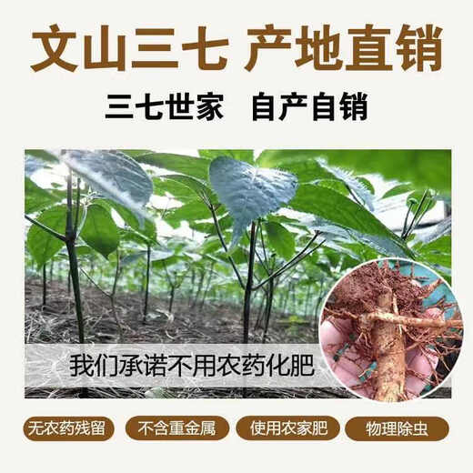 云永堂云南文山三七无剪口正品特级12头20头30头非野生中药材田七粉500g 约20个三七250克【试吃装】