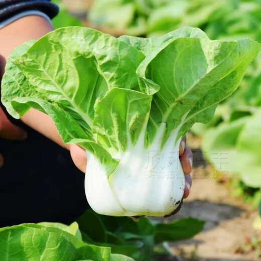 New Snow White Milk Fragrant Cabbage Seeds Baiyu No. 2 Xiangtan Dwarf Cabbage Seeds Potted Field Vegetables Original Factory Packaging Approximately 1532 capsules 1 bag