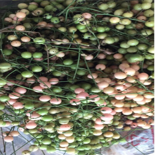 Jin Guolan seed bulbs, small bulbs for ground gall seeds, Jin Guolan seedlings, seeds, wild provenances, one Jin Jin for a large bulb is equal to 0.5 kg (about 40-60 bulbs), bare root without soil