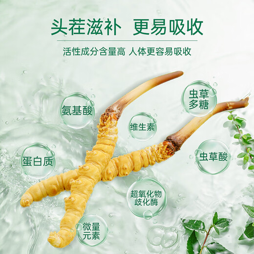 Zangxitang [First fresh grass in 2025] Fresh Cordyceps sinensis, Fresh Cordyceps sinensis, nourishing nutritional supplements, 0.6g/root, 50 roots