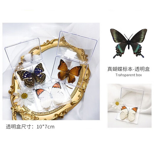 东之天地 真蝴蝶标本收藏生日礼物昆虫摆件拍照学生教学用工艺品道具摆件 金斑蝶1个（带透明盒）