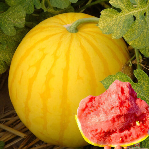 Dayu Yellow Heart Watermelon Seeds Complete Collection Early Mature Yellow Skin Red Flesh Yellow Flesh Special Xiaofeng Watermelon Seeds Southern Fruit Kenong Red Sun Yellow Skin Watermelon Seeds 20g