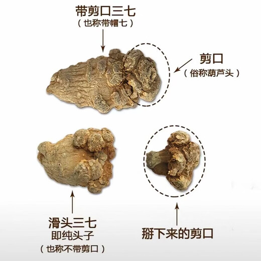 Shen Dingqi, 20 Köpfe von Panax Notoginseng, Wenshan, Yunnan, 30 Köpfe ohne Schnitte, 7 37 Pulver [7 Jahre 8 Köpfe, 250 Gramm medizinischer Wirkung]