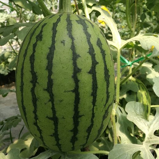 Jingyan watermelon seeds super sweet small watermelon Jingxin 8424 rock sugar unicorn melon Academy of Agricultural Sciences watermelon seedlings lazy melon seeds Jingmei 2K small watermelon 5g