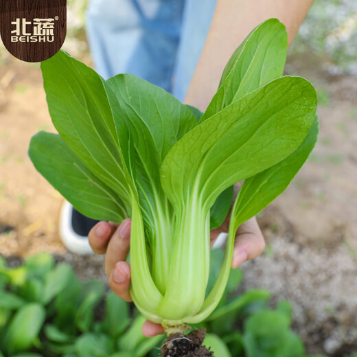 Beishu small green vegetable seed seedlings Shanghai green stem rapeseed fast-growing 605 Shanghai green seeds 50g about 20,000 grains
