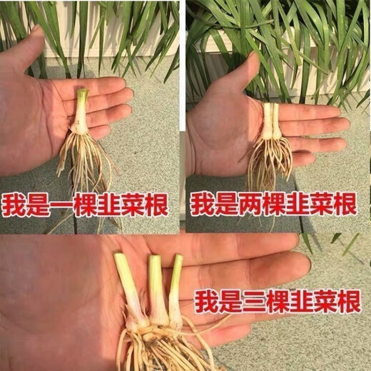 Four-season leek root seedlings, non-long-lasting leek seeds and root seedlings, southern seedlings, Guangdong white root leek 1 pack
