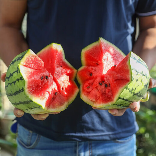 Dayu early spring ruby watermelon seeds rock candy heart 2k potted small watermelon seedlings with soil seedlings suitable for southern planting early spring ruby watermelon seeds 20 capsules early maturing
